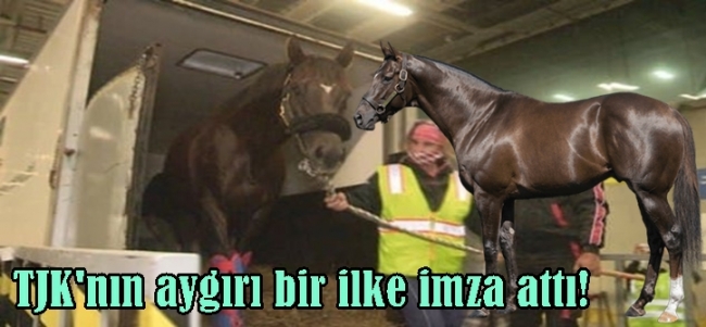  TJK`nın aygırı Daredevil ABD`ye gitti